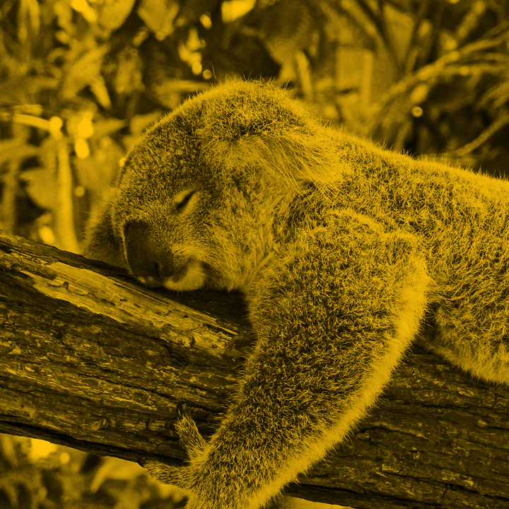  a koala bear sleeping on a branch